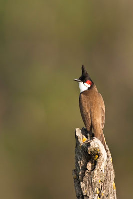 Red-whiskered Bulbul